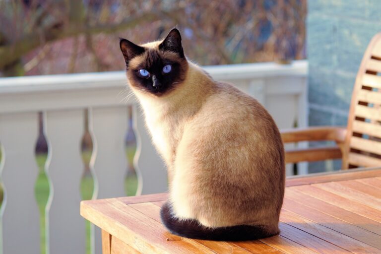 テーブルの上でこちらを向いて座っているシャム猫