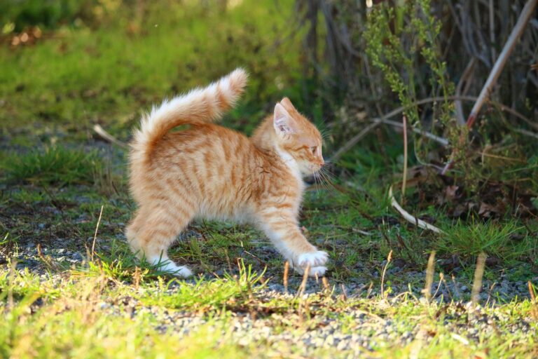 威嚇をして体を大きく見せる子猫