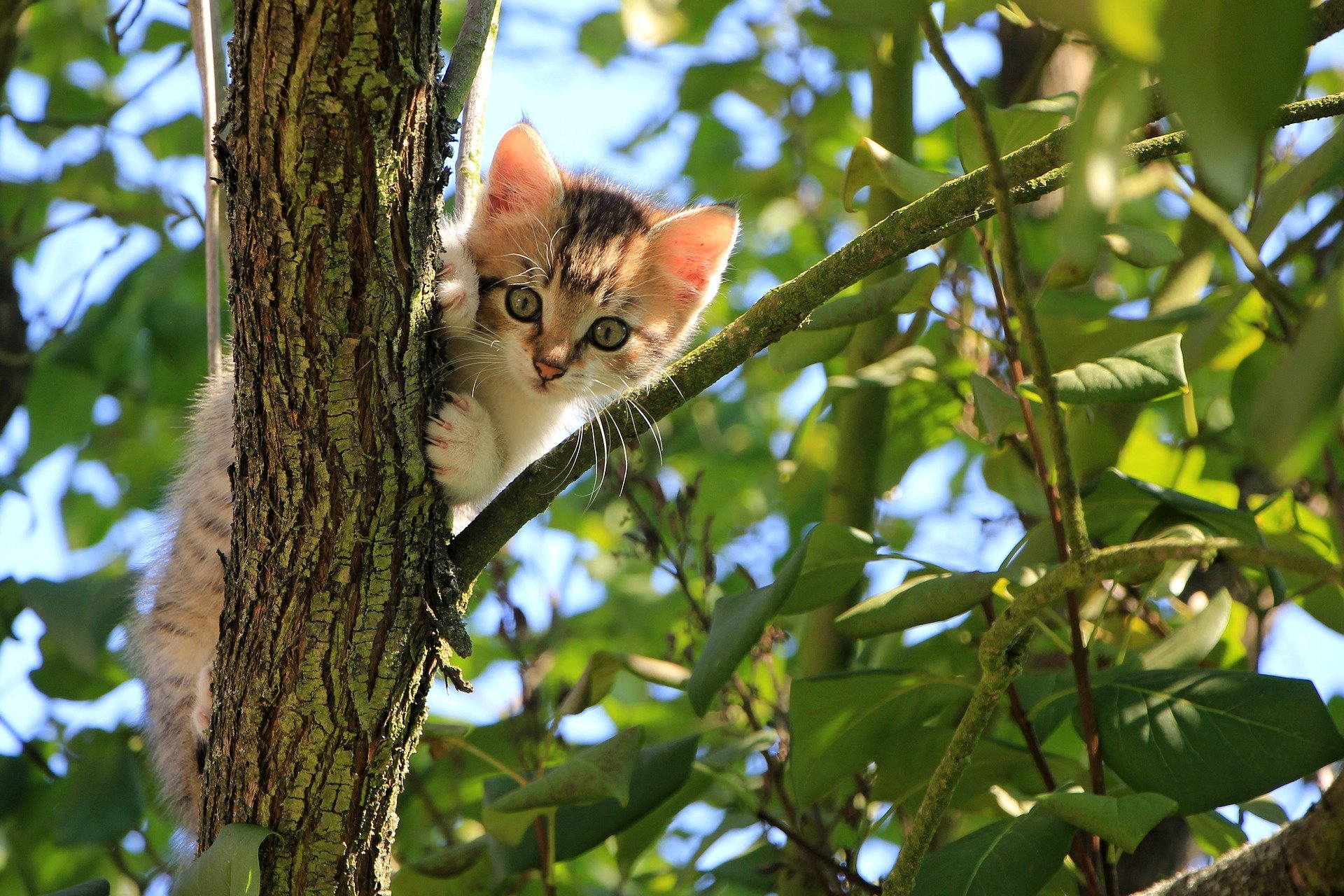木の枝からじっと見つめる木登り上手な子猫