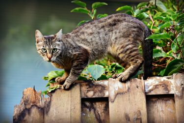 猫の アオーン という夜鳴き欲求不満のサイン を軽減する方法とは 猫好きblog