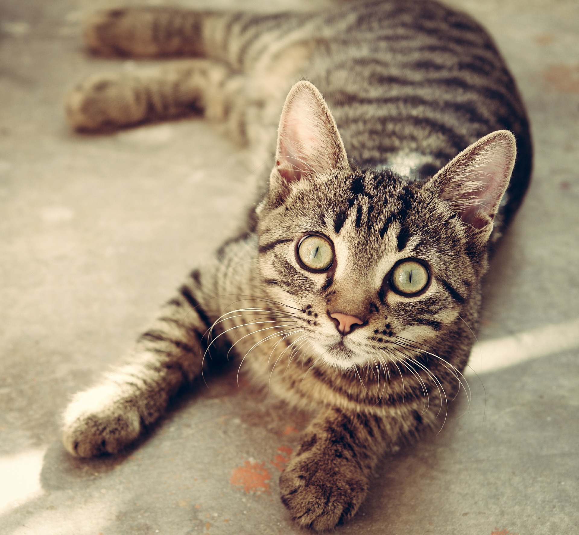 保護猫が外に出たがる 窓際でアオーンと鳴かないようにする対処法とは 猫好きblog