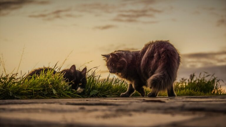 外で散歩をする二匹の猫