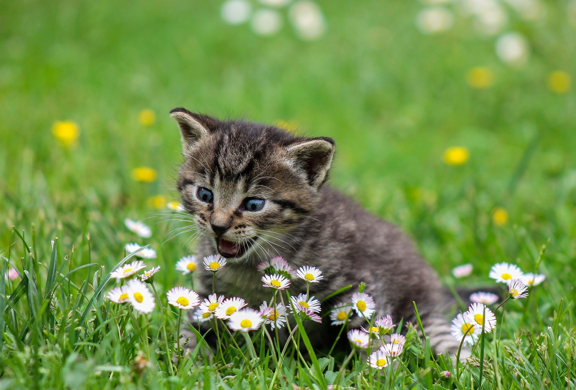 外で花と戯れる子猫