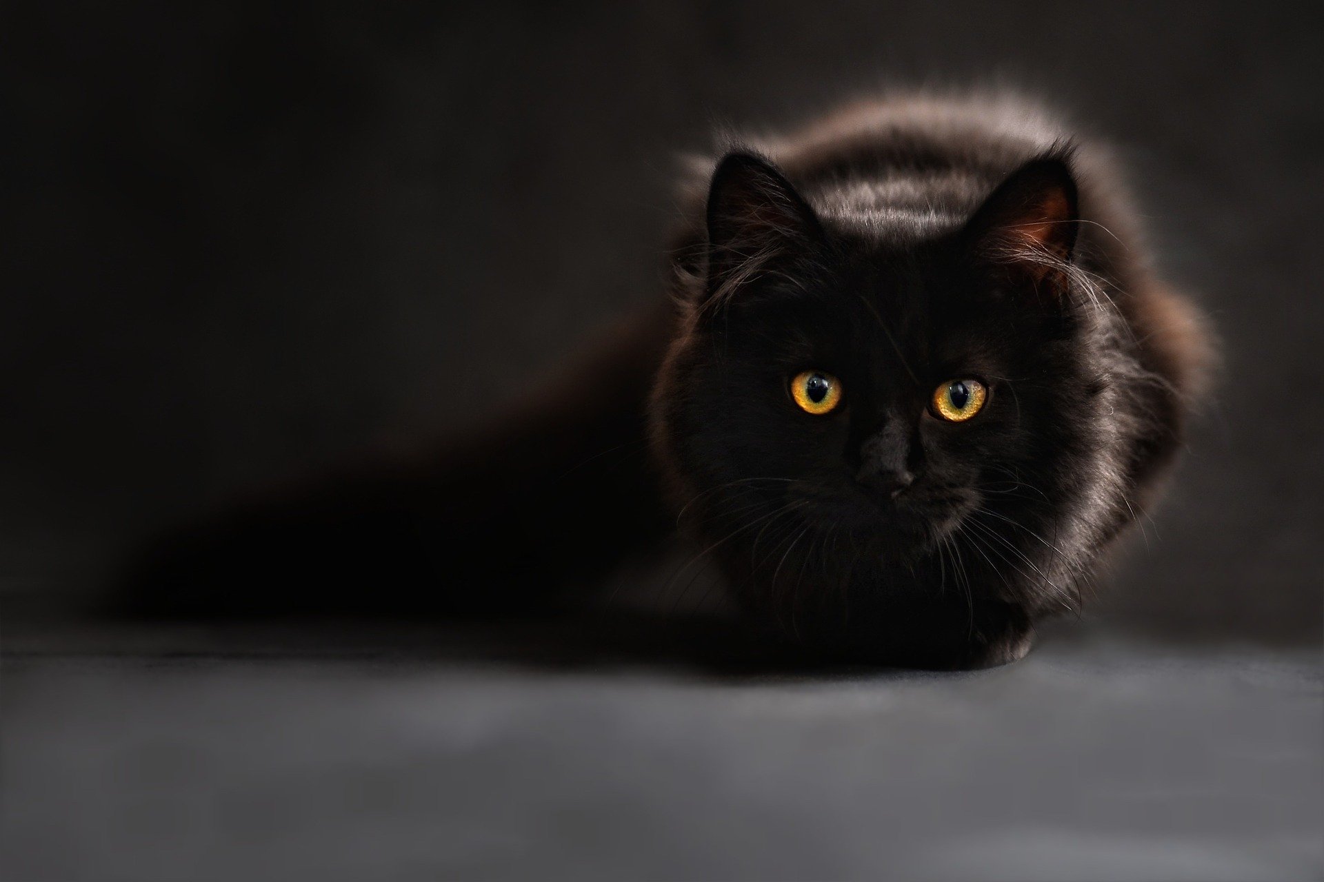 つぶらな瞳で一点を見つめる黒猫
