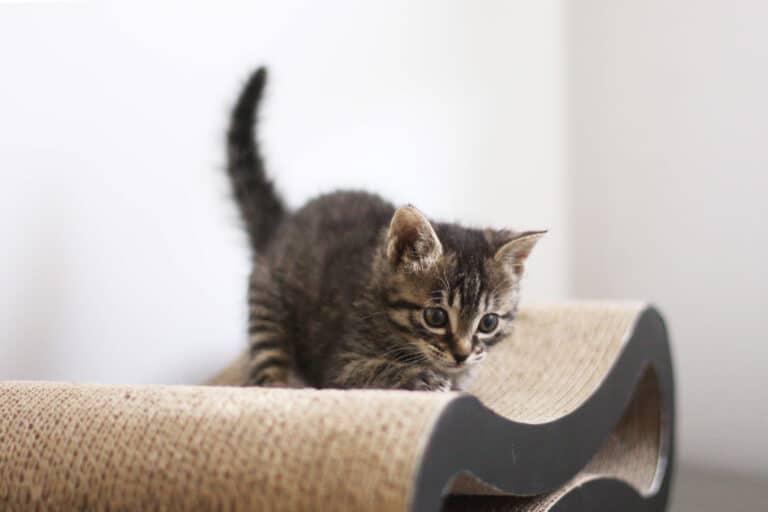 爪とぎで爪をとぐ子猫