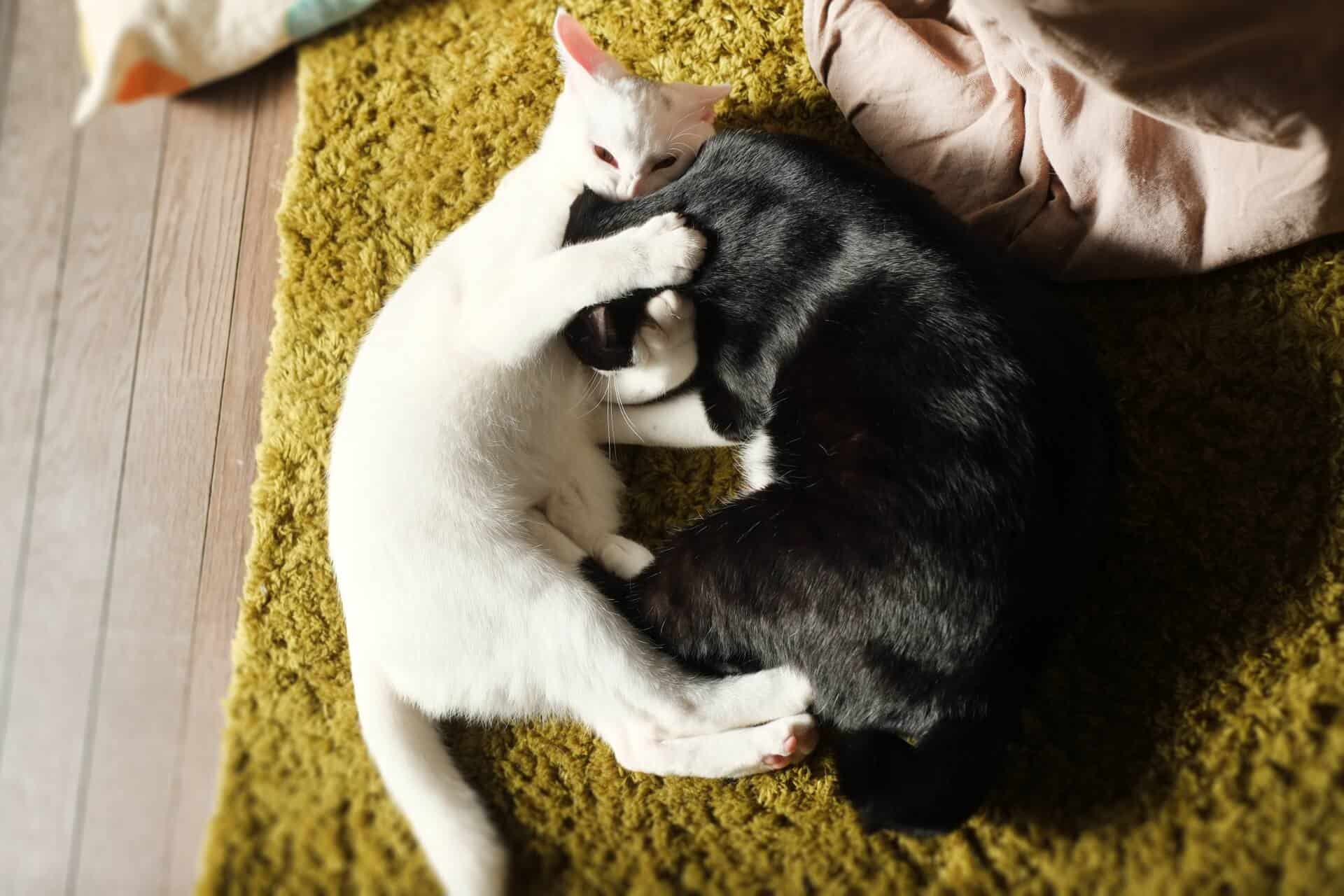 取っ組み合う二匹の子猫
