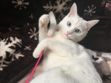 猫じゃらしで遊ぶ猫