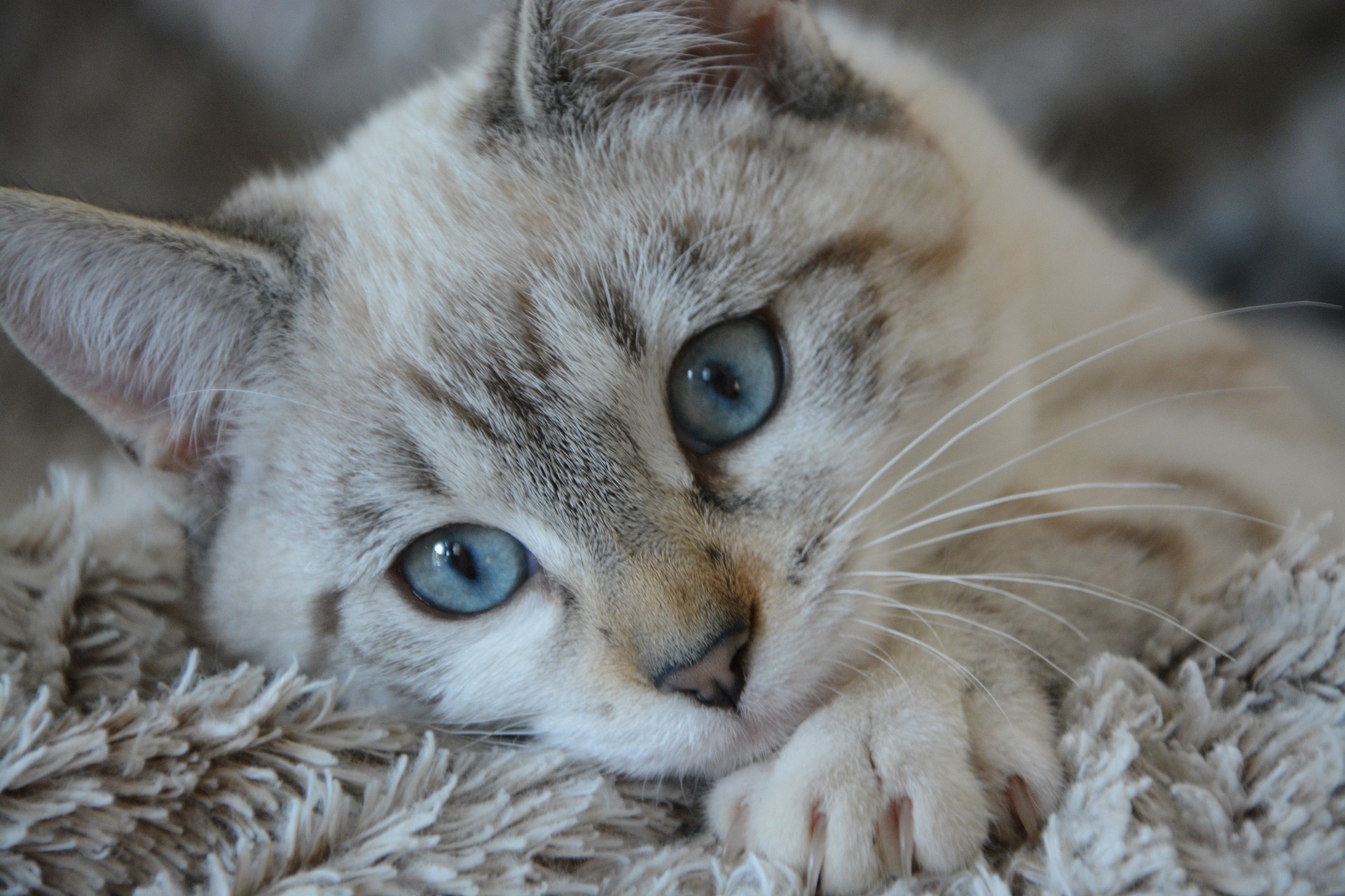 1点を見つめる青い瞳の猫