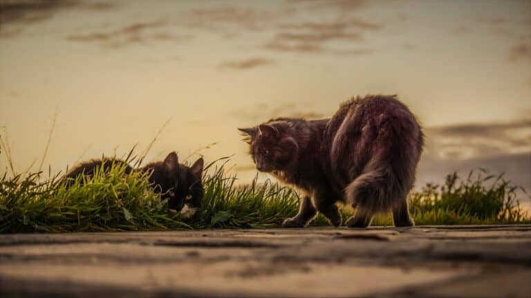 睨み合う二匹の猫