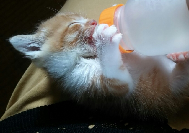 哺乳瓶に入ったミルクを美味しそうに飲む猫の赤ちゃん