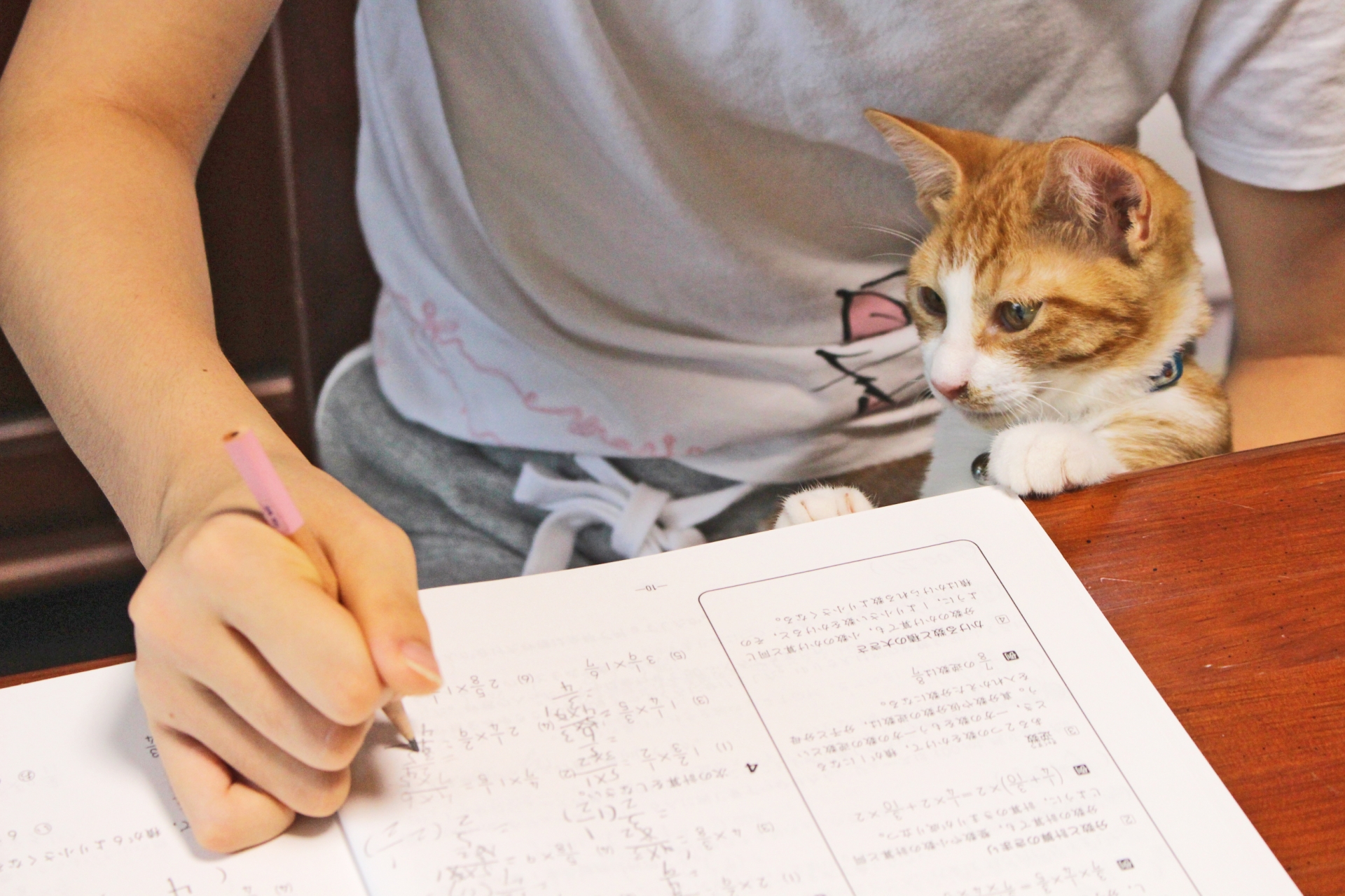 人と一緒に勉強をする猫