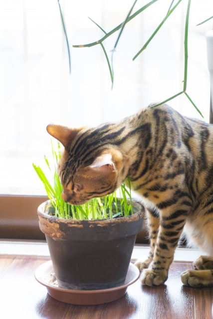 猫草を食べるベンガル
