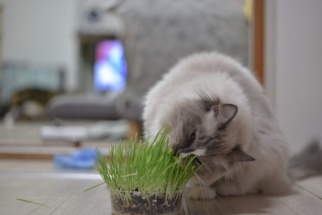 猫草を食べる