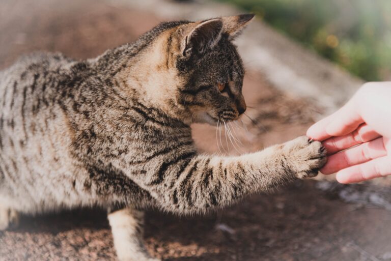 お手をする猫