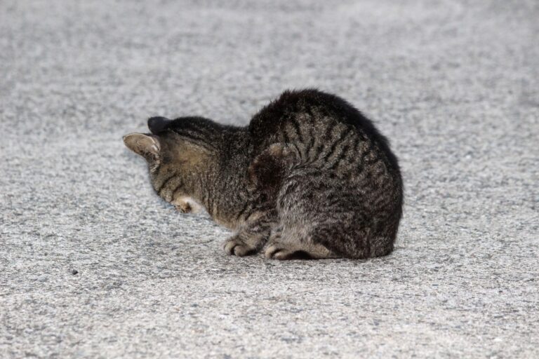 うつむいている子猫