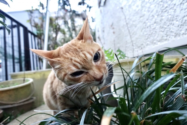 観葉植物を噛む猫