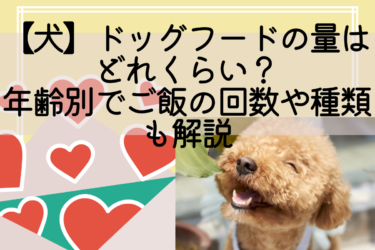 【犬】ドッグフードの量はどれくらい?年齢別でご飯の回数や種類も解説