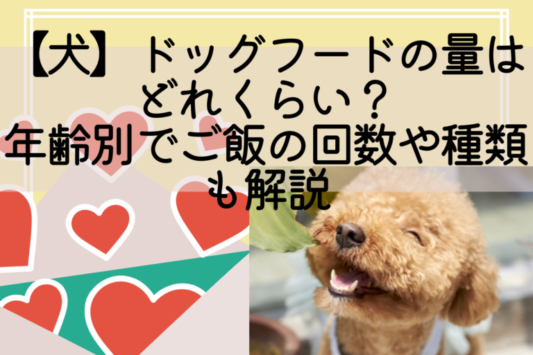 【犬】ドッグフードの量はどれくらい?年齢別でご飯の回数や種類も解説